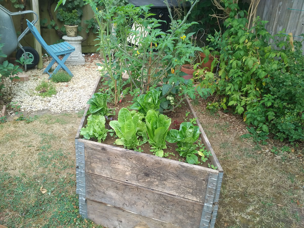 Lettuce and veg in raised bed. edge can create raised bed growing areas for your garden